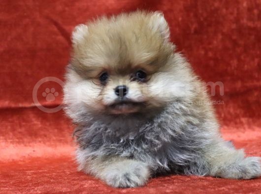 Ayı Surat Oyuncak Gibi Pomeranian Boo