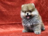 Ayı Surat Oyuncak Gibi Pomeranian Boo