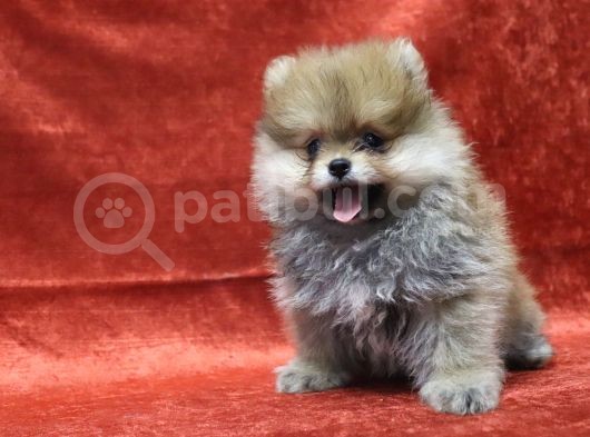 Ayı Surat Oyuncak Gibi Pomeranian Boo görsel