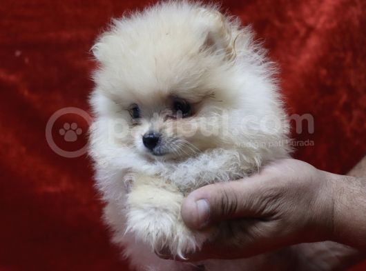 Ayı Surat Oyuncak Gibi Pomerian Boo görsel