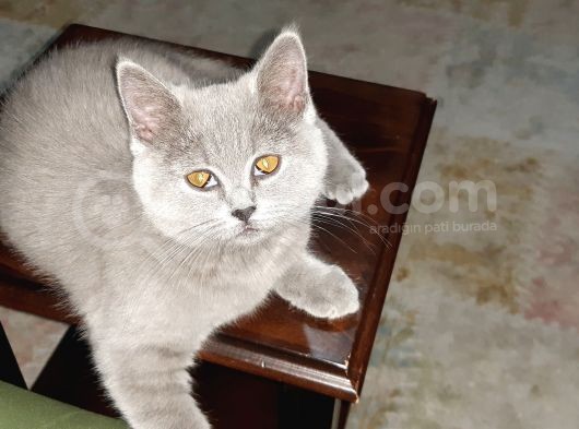Acilllll Kizima Yeni Ev görsel