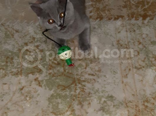 Acilllll Kizima Yeni Ev görsel