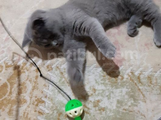 Acilllll Kizima Yeni Ev görsel