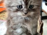 35 Günlük Chincilla Dişi Ve Erkek Cana Yakın Yavru