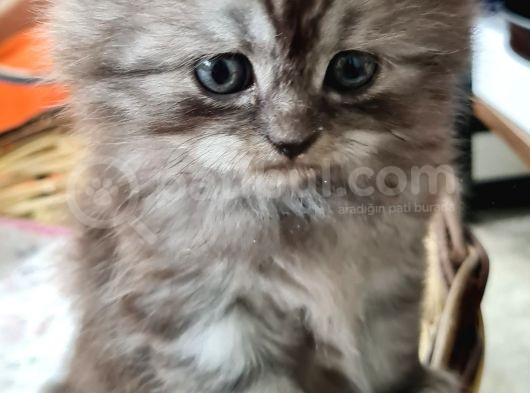 35 Günlük Chincilla Dişi Ve Erkek Cana Yakın Yavru