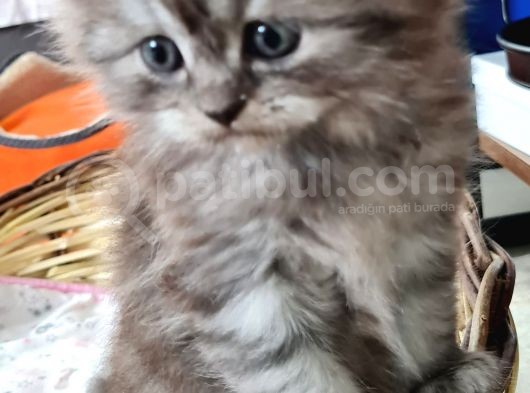 35 Günlük Chincilla Dişi Ve Erkek Cana Yakın Yavru görsel