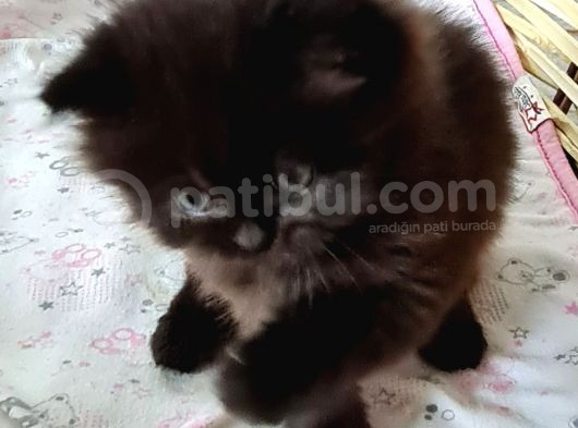 35 Günlük Chincilla Dişi Ve Erkek Cana Yakın Yavru görsel