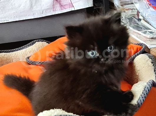 35 Günlük Chincilla Dişi Ve Erkek Cana Yakın Yavru görsel