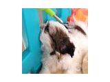 Son 2 Bebek