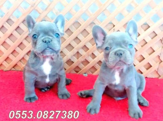 Mavi̇ (Blue) Quad French Bulldog Yavrular İzmi̇r görsel