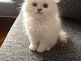 Safkan British Longhair Ve Shorthair Yavrular…