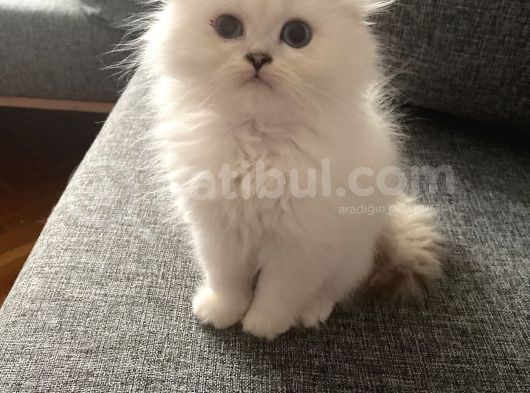 Safkan British Longhair Ve Shorthair Yavrular… görsel