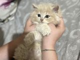 Ev Ortamında Yetişen Safkan Yavrular