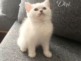 Safkan British Longhair Ve Shorthair Yavrular…