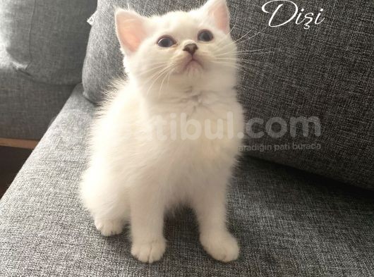 Safkan British Longhair Ve Shorthair Yavrular… görsel