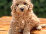 Bebek Surat Toy Poodle Yavrular