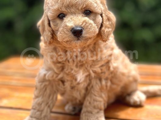 Bebek Surat Toy Poodle Yavrular