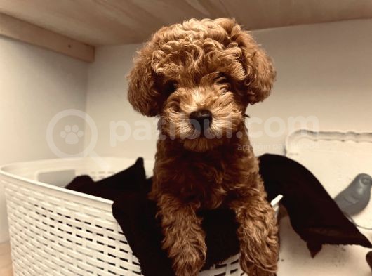 Toy Poodle 10 Haftalık Erkek Red Brown görsel