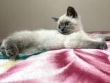 British Blue Point