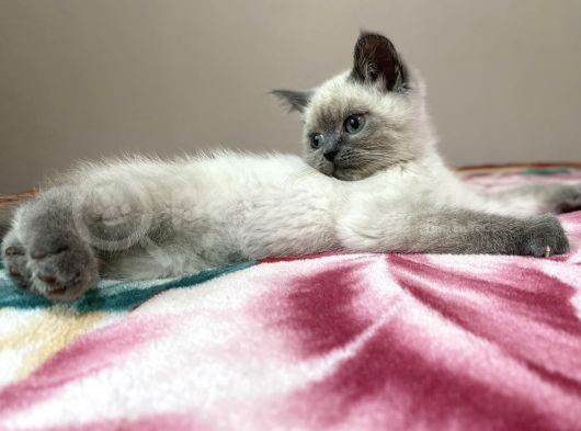 British Blue Point