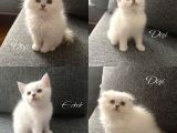 Safkan British Longhair Ve Shorthair Yavrular…