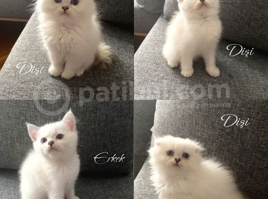 Safkan British Longhair Ve Shorthair Yavrular… görsel