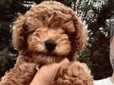 Toy Poodle 10 Haftalık Erkek Red Brown
