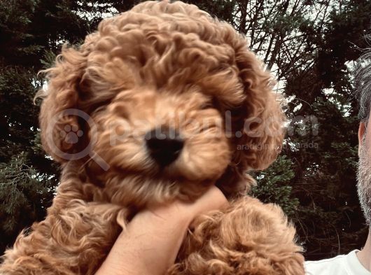 Toy Poodle 10 Haftalık Erkek Red Brown