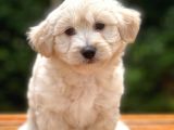Show Kalite Maltipoo Bebekler