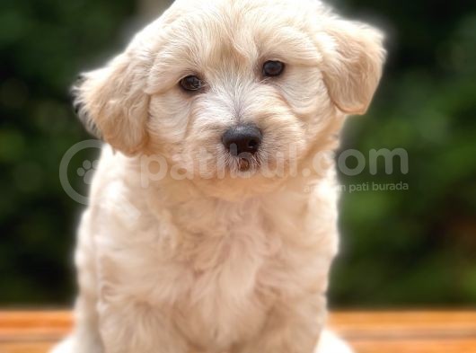 Show Kalite Maltipoo Bebekler görsel