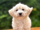 Show Kalite Maltipoo Bebekler
