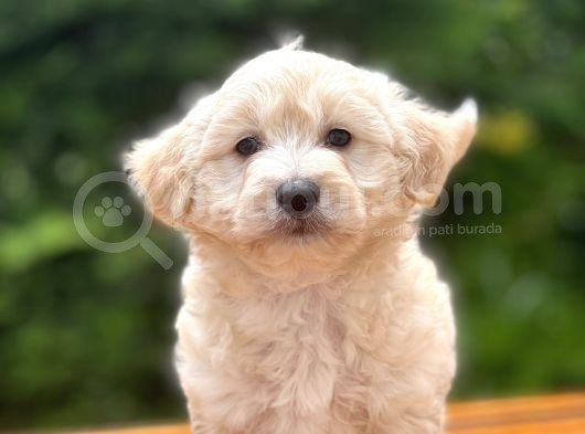 Show Kalite Maltipoo Bebekler