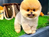 Ayı Surat Pomeranian Boo Yavrularımız