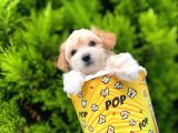 Renkli̇ Terri̇er Deği̇l Safkan Malti̇poo Arayanlara