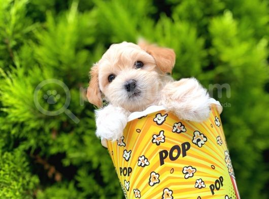 Renkli̇ Terri̇er Deği̇l Safkan Malti̇poo Arayanlara