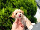 Renkli̇ Terri̇er Deği̇l Safkan Malti̇poo Arayanlara