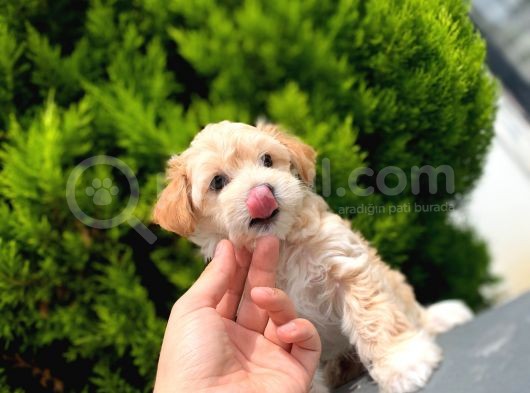 Renkli̇ Terri̇er Deği̇l Safkan Malti̇poo Arayanlara görsel