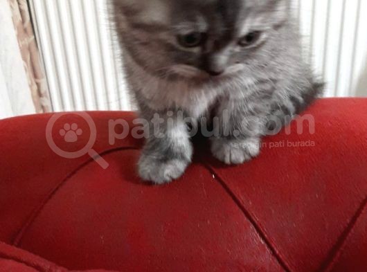 1 Dişi 2 Erkek Secereli Yavru Kedi görsel