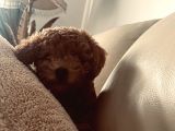 Toy Poodle 10 Haftalık Erkek Red Brown