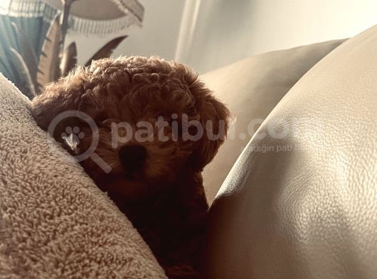 Toy Poodle 10 Haftalık Erkek Red Brown görsel