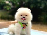 Pomeranian Boo Gülen Surat Erkek Yavrumuz