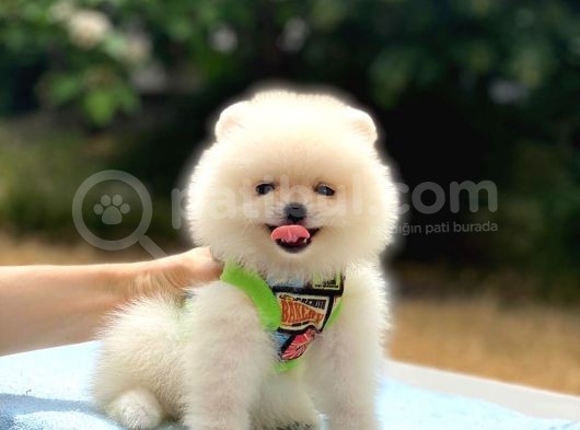 Pomeranian Boo Gülen Surat Erkek Yavrumuz görsel