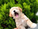 Renkli̇ Terri̇er Deği̇l Safkan Malti̇poo Arayanlara