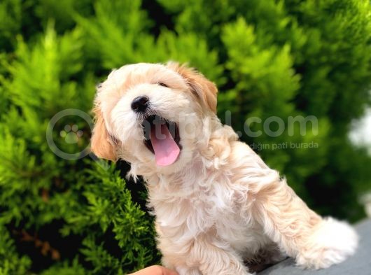 Renkli̇ Terri̇er Deği̇l Safkan Malti̇poo Arayanlara görsel
