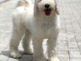Standart Poodle Di̇şi̇ Yavrumuz Jasmi̇n