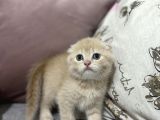 Ev Ortamında Yetişen Safkan Yavrular