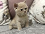 Ev Ortamında Yetişen Safkan Yavrular