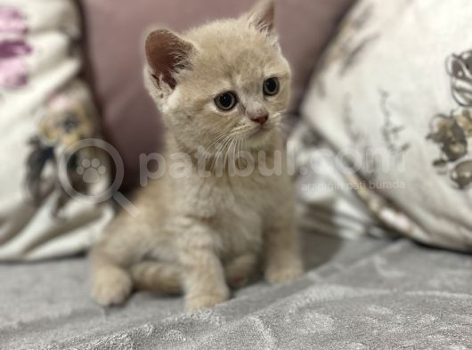 Ev Ortamında Yetişen Safkan Yavrular görsel