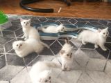 Safkan British Longhair ve Shorthair Yavrular…