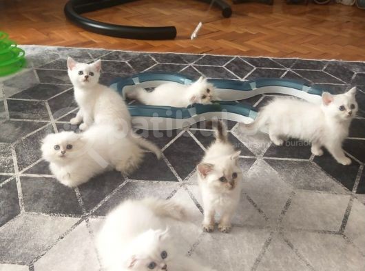 Safkan British Longhair Ve Shorthair Yavrular…